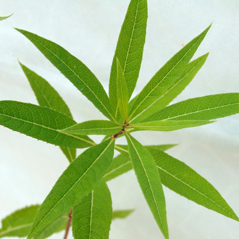 Vernonia crinita Mammuth - Vernone violet mauve (Foliage)