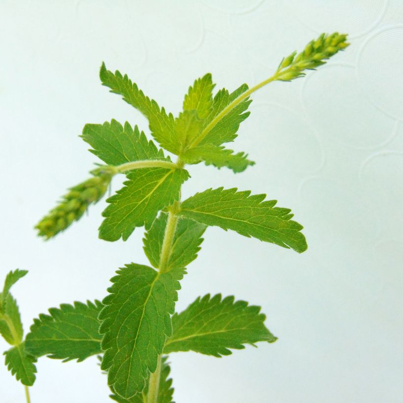 Veronica austriaca Knallblau - Véronique d'Autriche (Foliage)