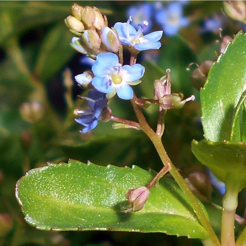 Veronica beccabunga - véronique des ruisseaux (Foliage)