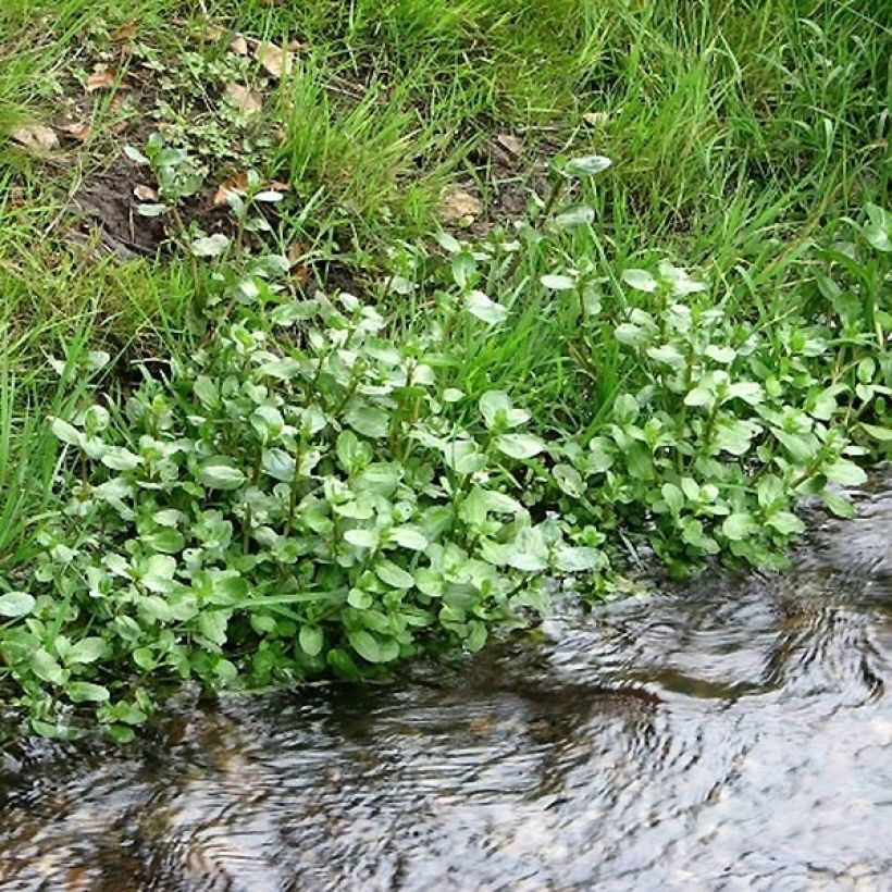 Veronica beccabunga - véronique des ruisseaux (Plant habit)