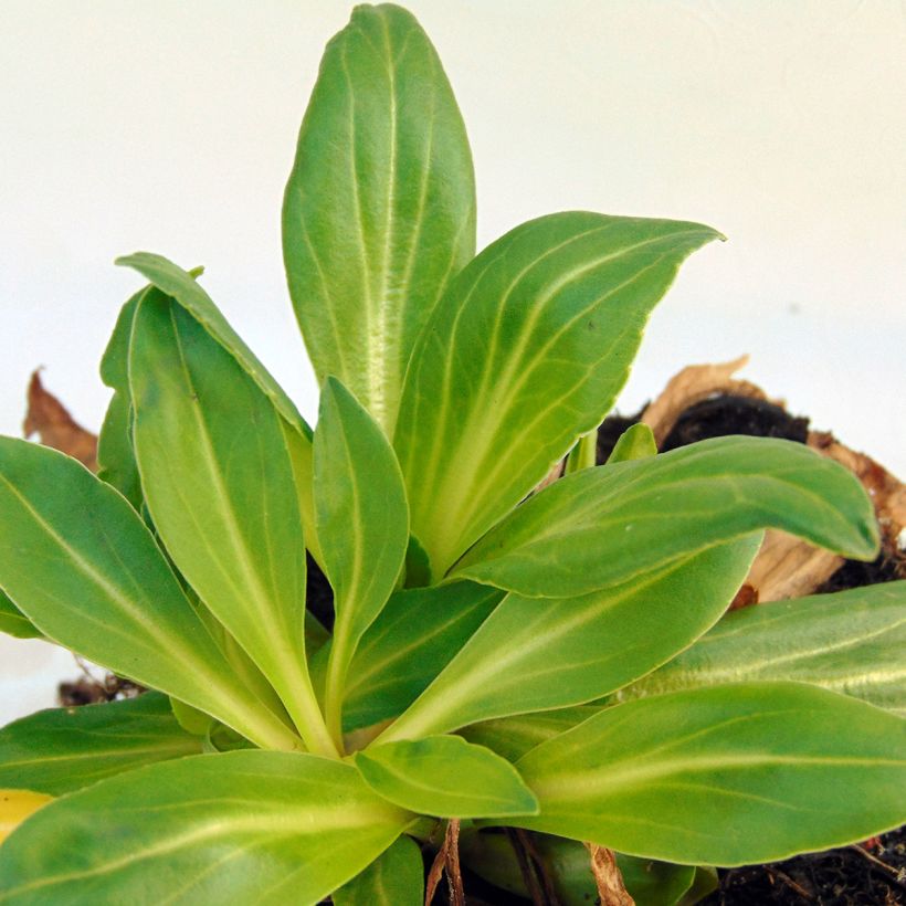 Veronica gentianoides Barbara Sherwood - Véronique du Caucase (Foliage)