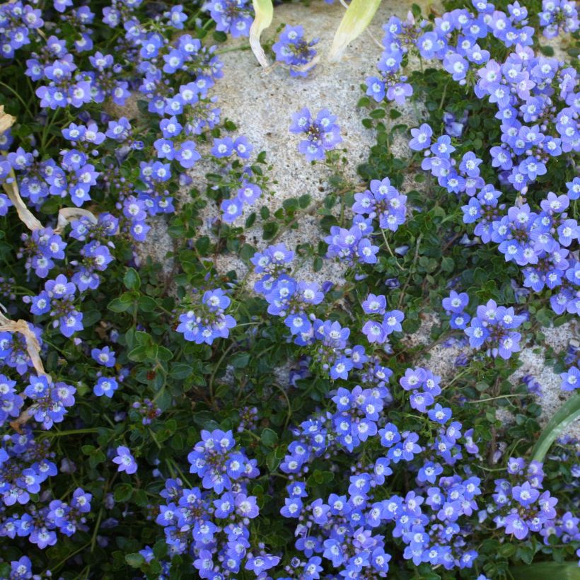 Veronica liwanensis - Véronique (Plant habit)