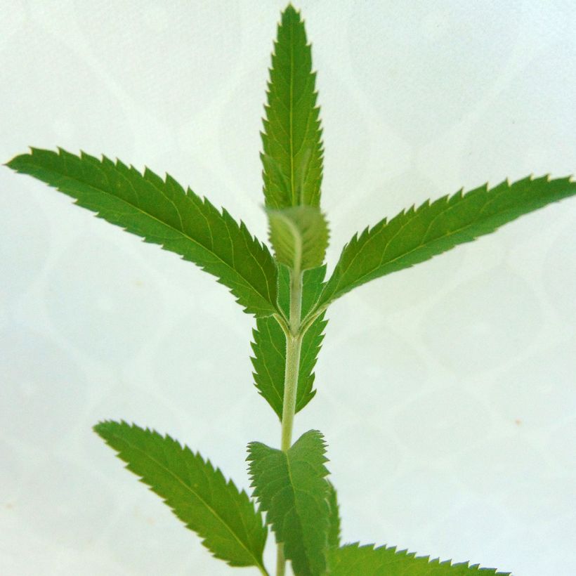 Veronica longifolia Blauriesin - Véronique à grandes feuilles (Foliage)
