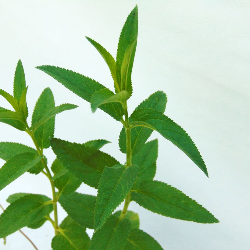 Veronica longifolia Candied Candle - Véronique à longues feuilles (Foliage)