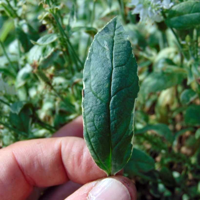 Veronica longifolia Charlotte® - Véronique à grandes feuilles (Foliage)