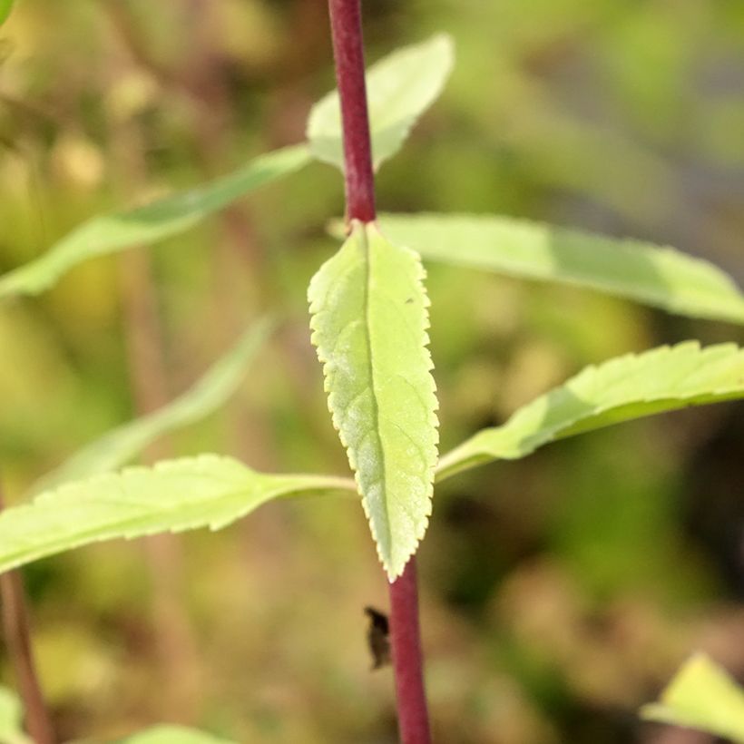 Veronica longifolia First Glory - Véronique à longues feuilles (Foliage)