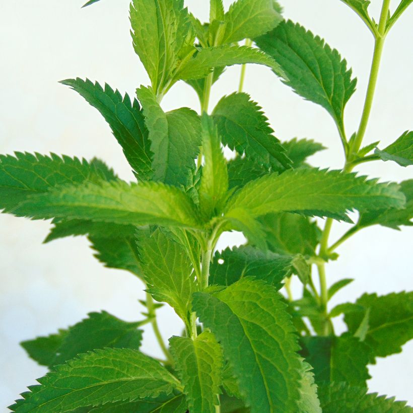 Veronica longifolia Lila Karina - Véronique à longues feuilles (Foliage)