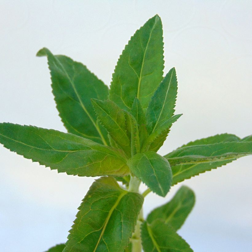 Veronica longifolia Marietta - Véronique à grandes feuilles (Foliage)