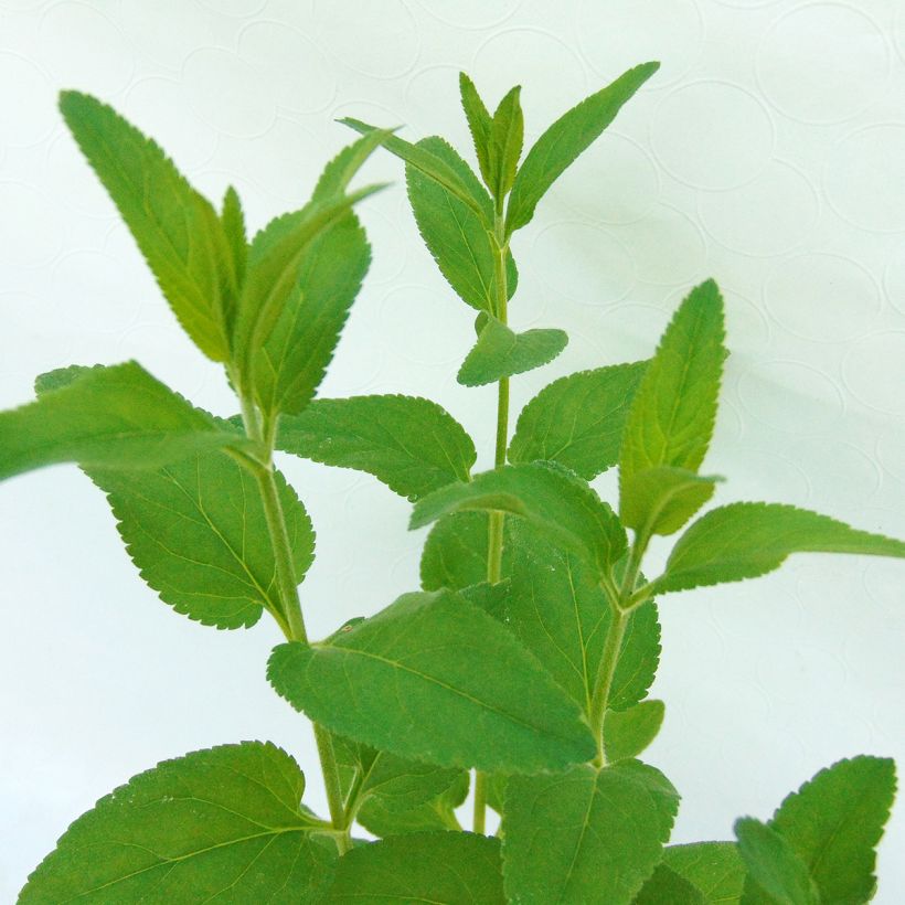 Veronica longifolia Pink Damask - Véronique à longues feuilles (Foliage)