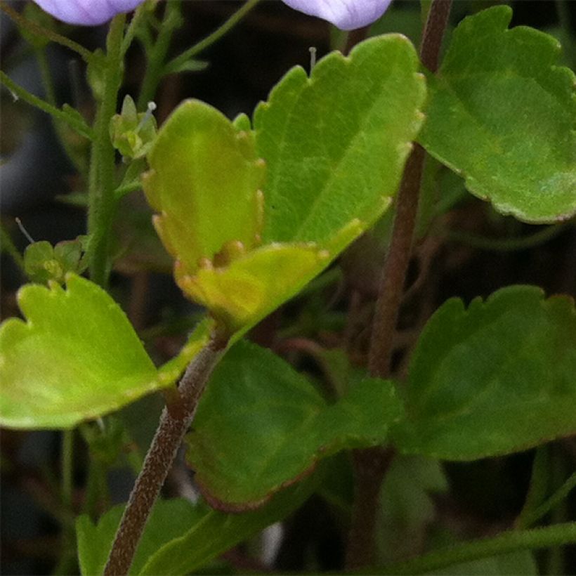 Veronica petraea Madame Mercier - Véronique  (Foliage)