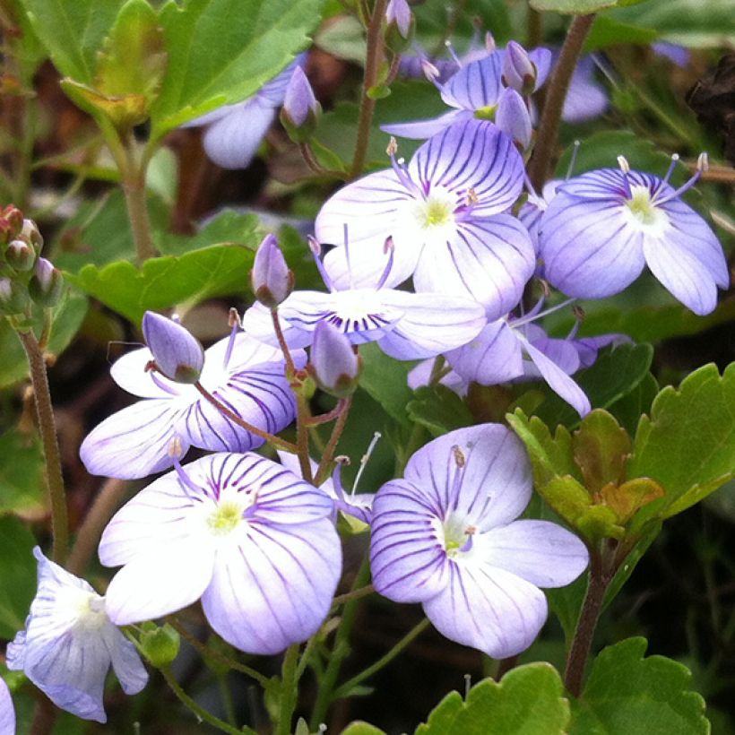 Veronica petraea Madame Mercier - Véronique  (Flowering)