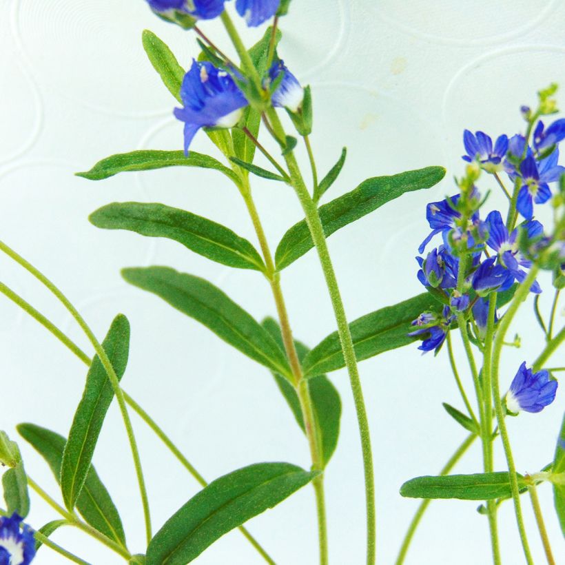 Veronica prostrata - Véronique couchée (Foliage)