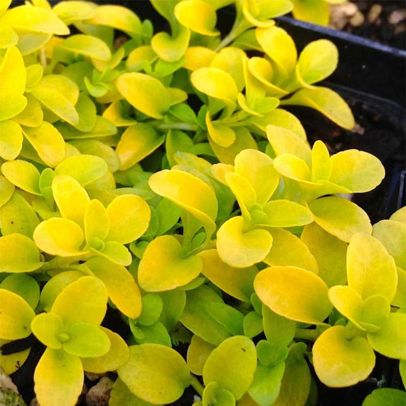 Veronica repens Sunshine - Véronique rampante. (Foliage)