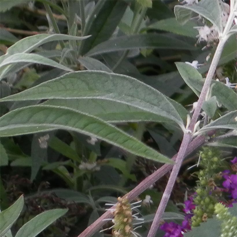 Veronica spicata Alba - Véronique en épis blanche (Foliage)