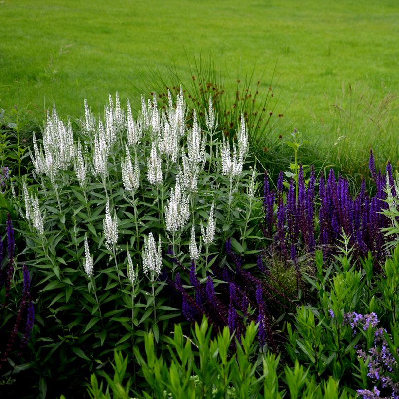 Veronica spicata Alba - Véronique en épis blanche (Plant habit)