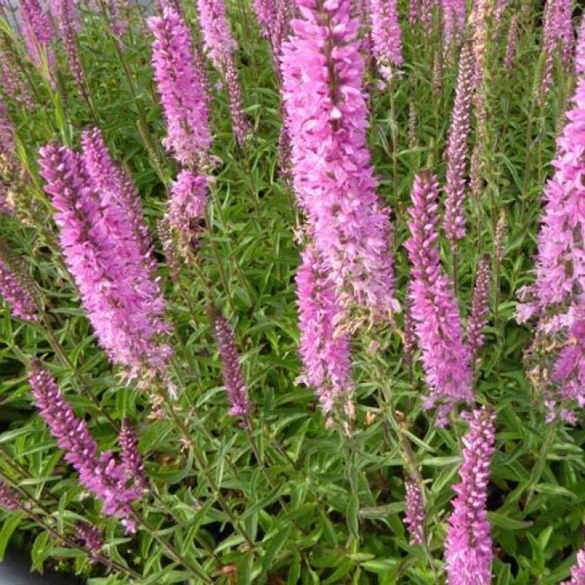 Veronica spicata Barcarolle - Véronique en épi Barcarolle (Flowering)