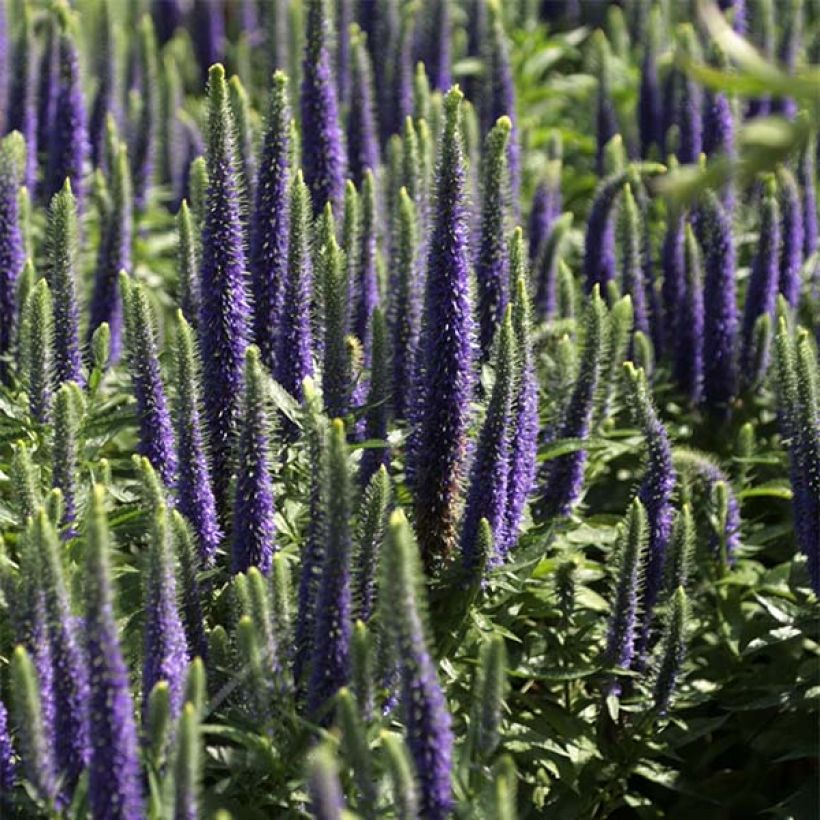Veronica spicata Blue Candles - Véronique en épis (Flowering)