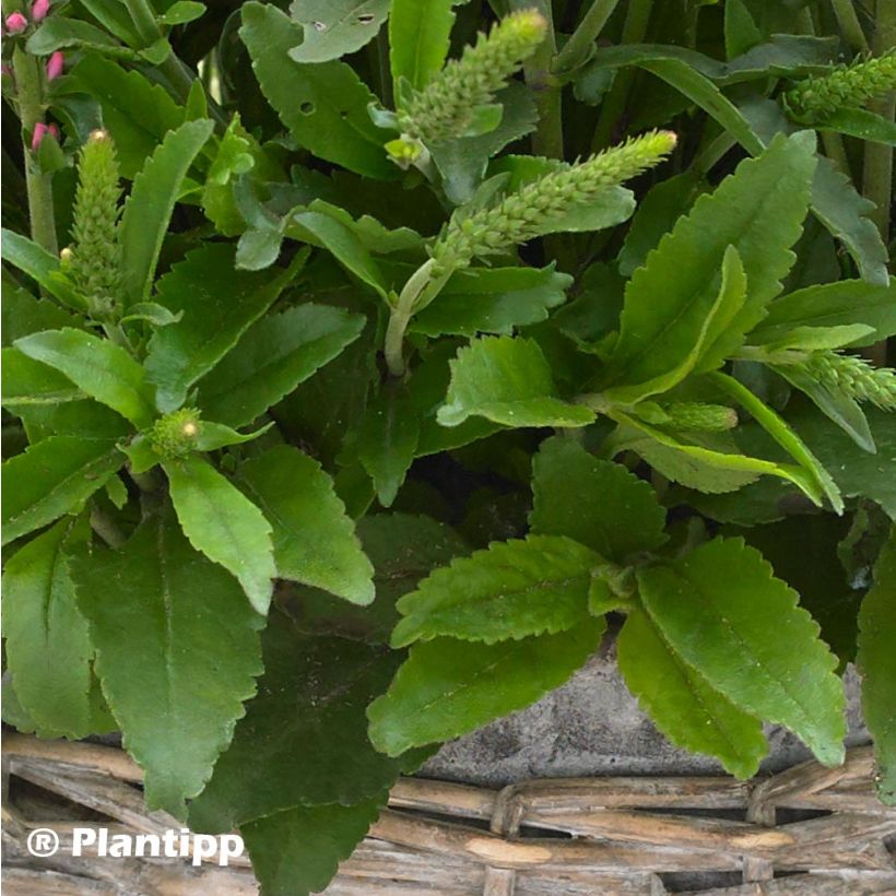 Veronica spicata Bubblegum Candles - Véronique en épis (Foliage)