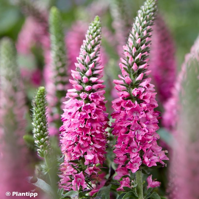 Veronica spicata Bubblegum Candles - Véronique en épis (Flowering)
