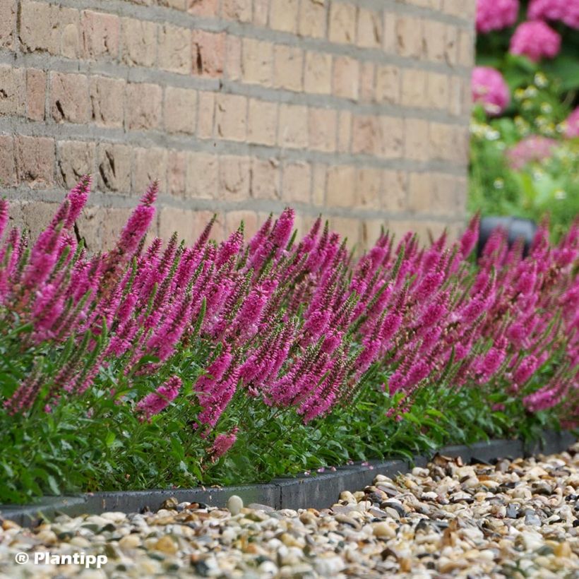 Veronica spicata Bubblegum Candles - Véronique en épis (Plant habit)