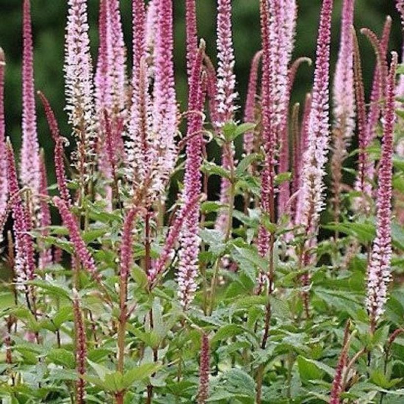 Veronica spicata Erika - Véronique en épis Erika (Plant habit)