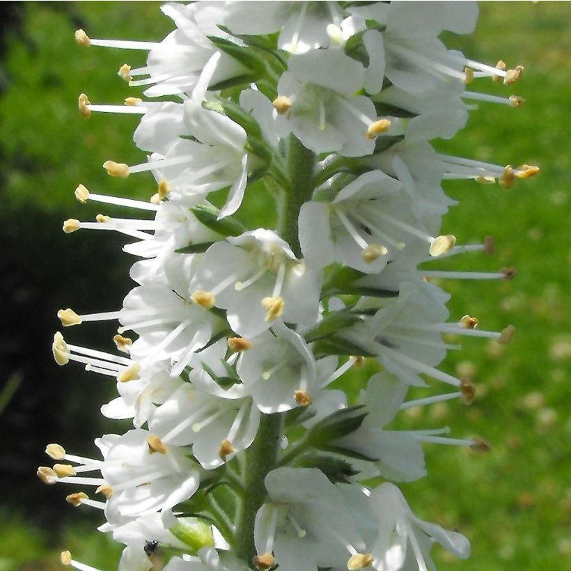 Veronica spicata Icicle - Véronique en épis Icicle (Flowering)