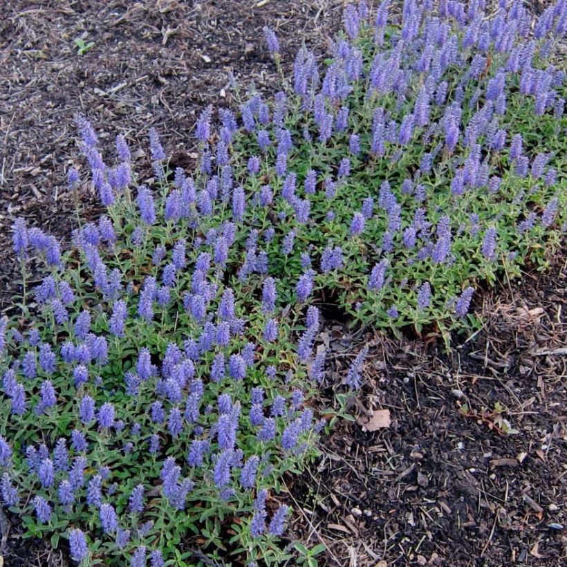 Veronica spicata Nana Blue - Véronique en épis (Flowering)