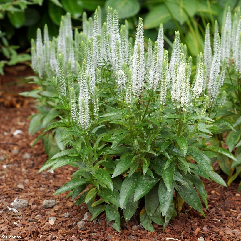 Veronica spicata Snow Candles - Véronique en épis (Plant habit)
