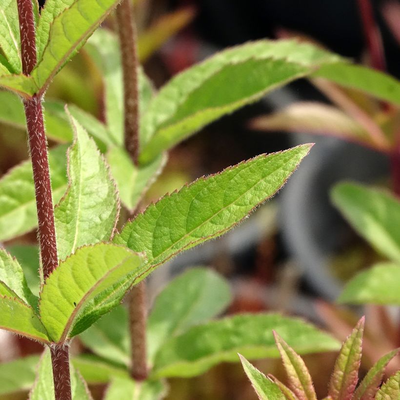 Veronicastrum virginicum Adoration - Véronique de Virginie (Foliage)