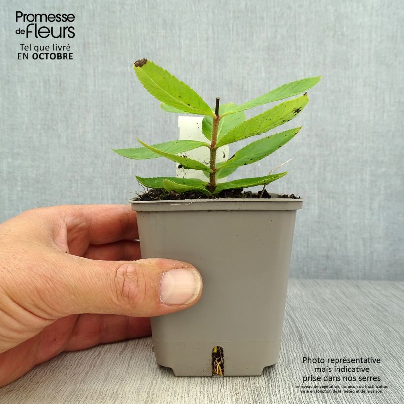 Example of Veronicastrum virginicum Challenger - Véronique de Virginie Godet de 8/9 cm as you get in automne