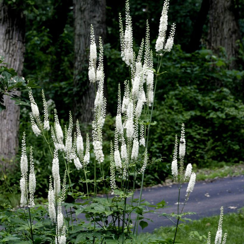 Veronicastrum virginicum Diana - Véronique de Virginie (Plant habit)