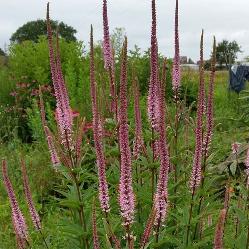Veronicastrum virginicum Erika - Véronique de Virginie (Plant habit)