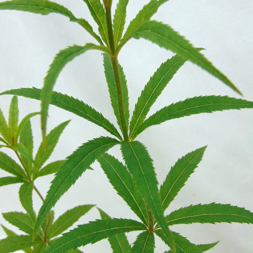 Veronicastrum virginicum Lavendelturm - Véronique de Virgine lavande pâle (Foliage)