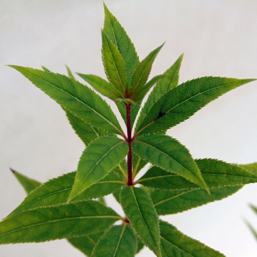 Veronicastrum virginicum Pink Glow - Véronique de Virgine rose (Foliage)