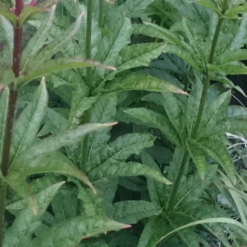 Veronicastrum virginicum Red Arrows - Véronique de Virginie (Foliage)