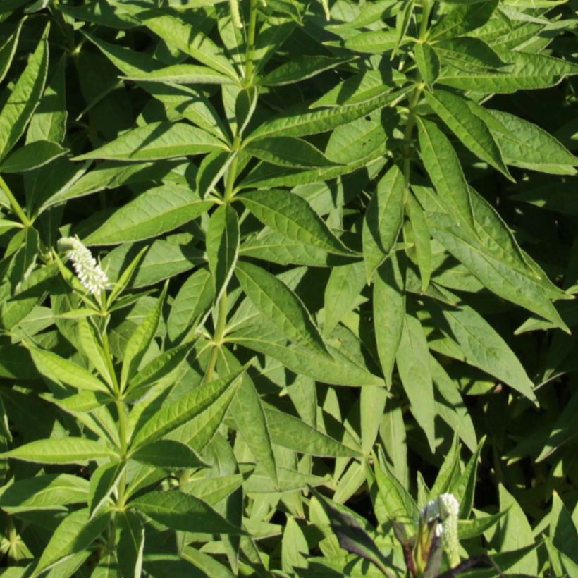 Veronicastrum virginicum Spring Dew - Véronique de Virginie (Foliage)
