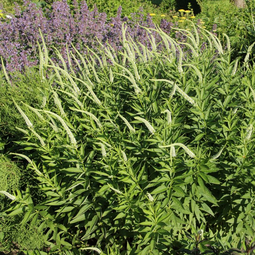 Veronicastrum virginicum Spring Dew - Véronique de Virginie (Plant habit)