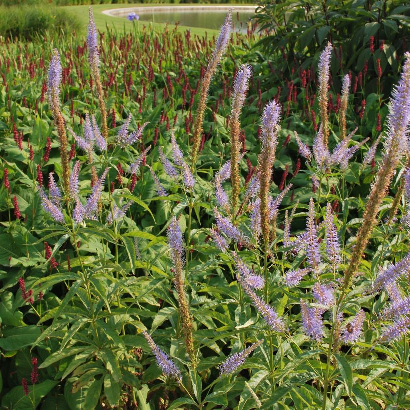 Veronicastrum virginicum Temptation - Véronique de Virginie (Flowering)
