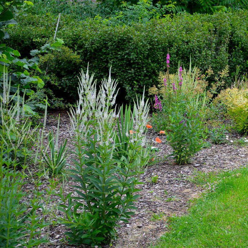 Veronicastrum virginicum var. album - Véronique de Virginie blanche (Plant habit)