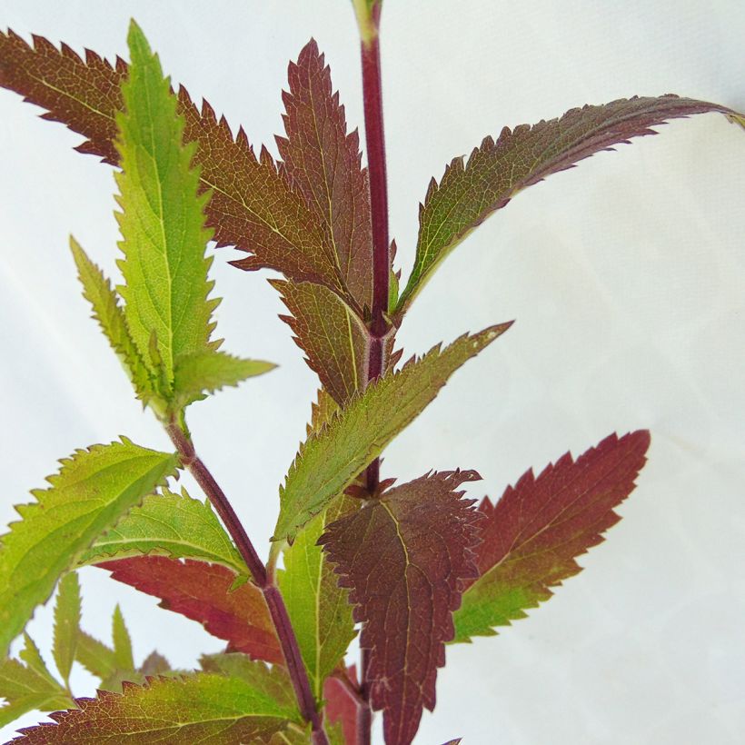 Verveine - Verbena hastata (Foliage)