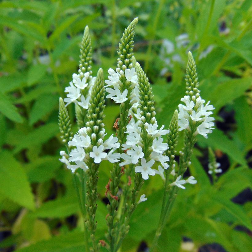 Verveine - Verbena hastata Alba (Flowering)