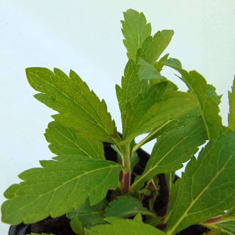 Verveine - Verbena hastata Rosea (Foliage)
