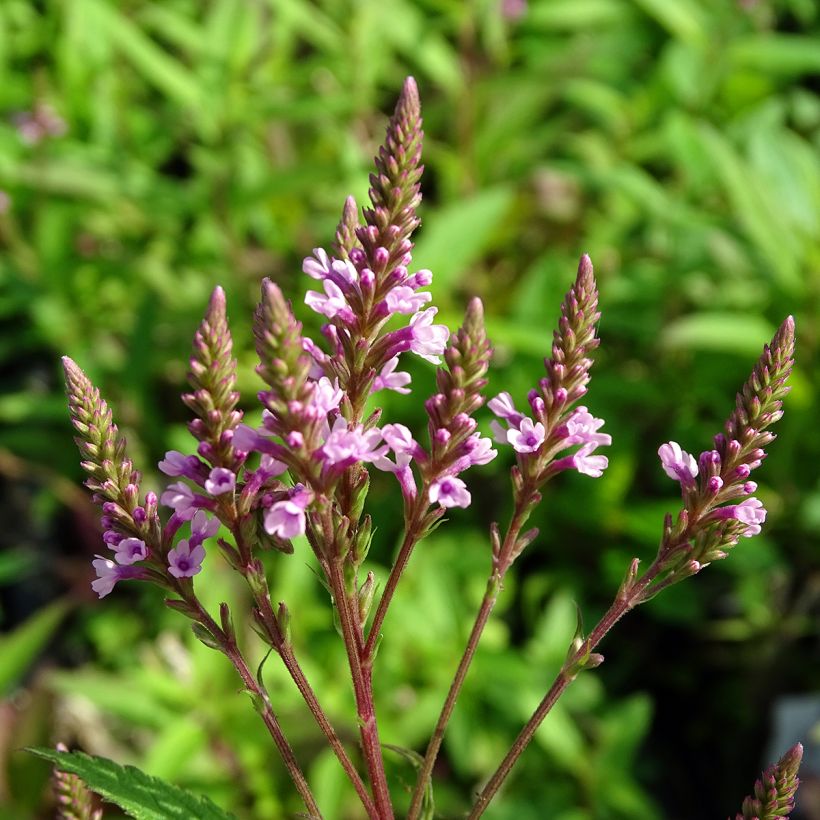 Verveine - Verbena hastata Rosea (Flowering)