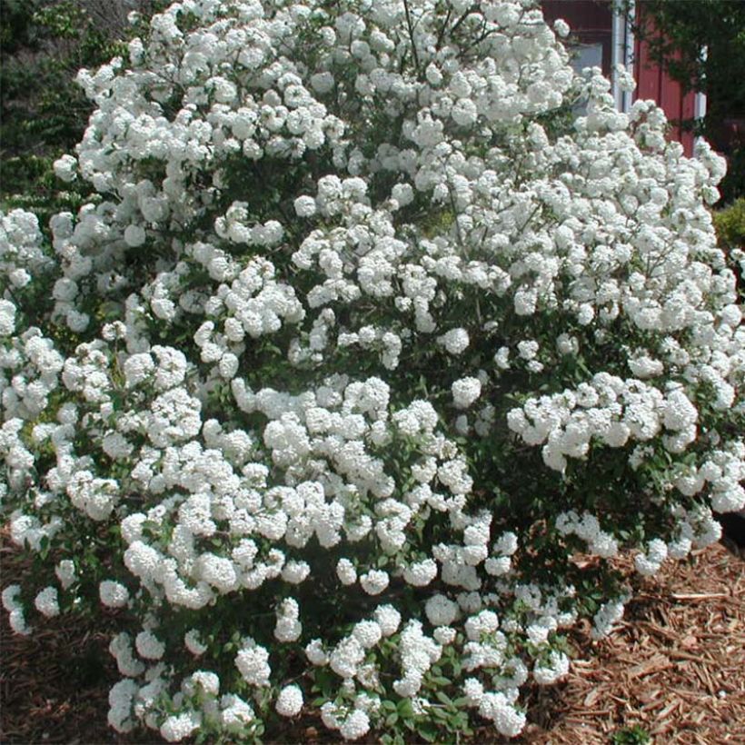 Viorne de Prague - Viburnum Pragense (Flowering)