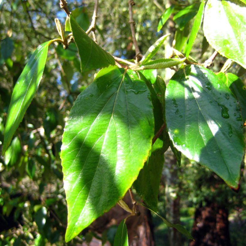 Viburnum burkwoodii - Viorne de Burkwood (Foliage)