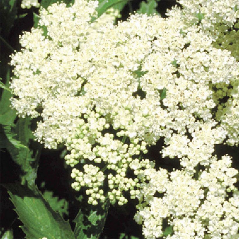 Viburnum dentatum Blue Muffin - Viorne dentée (Flowering)