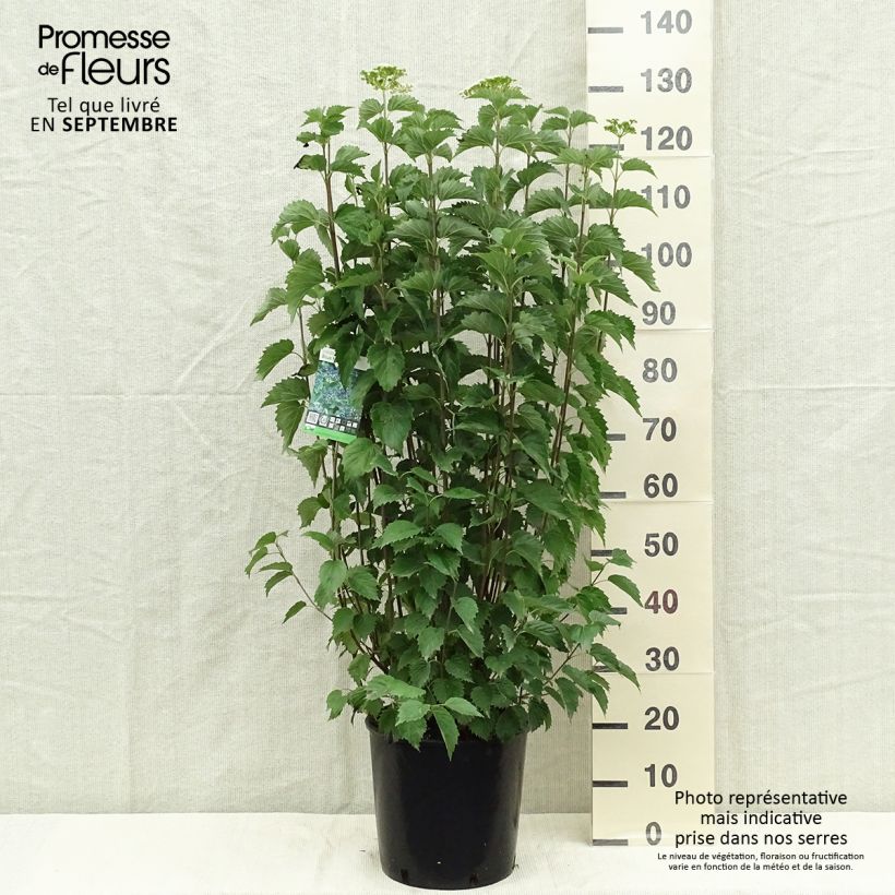 Example of Viburnum dentatum Blue Muffin - Viorne dentée Pot de 12L/15L as you get in automne