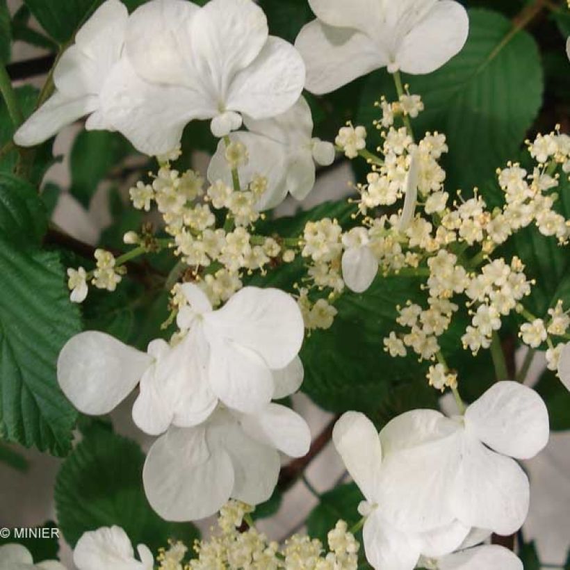 Viorne de Chine - Viburnum plicatum Mariesii Great Star (Flowering)