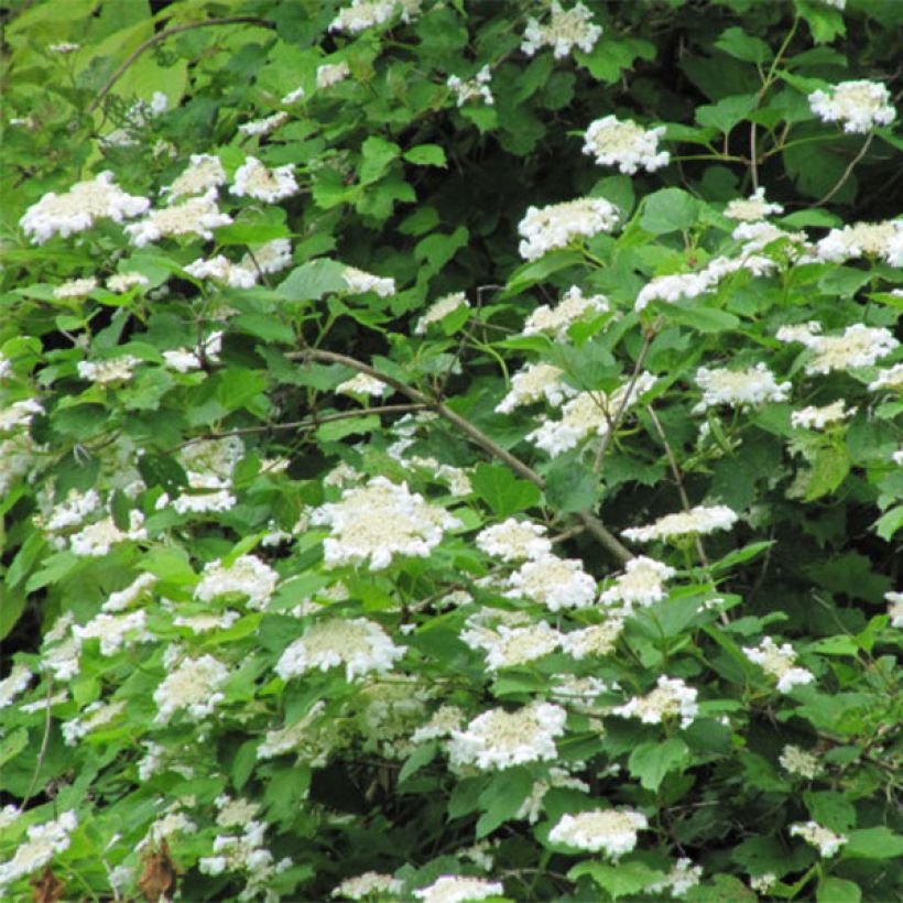 Viorne obier - Viburnum opulus (Flowering)