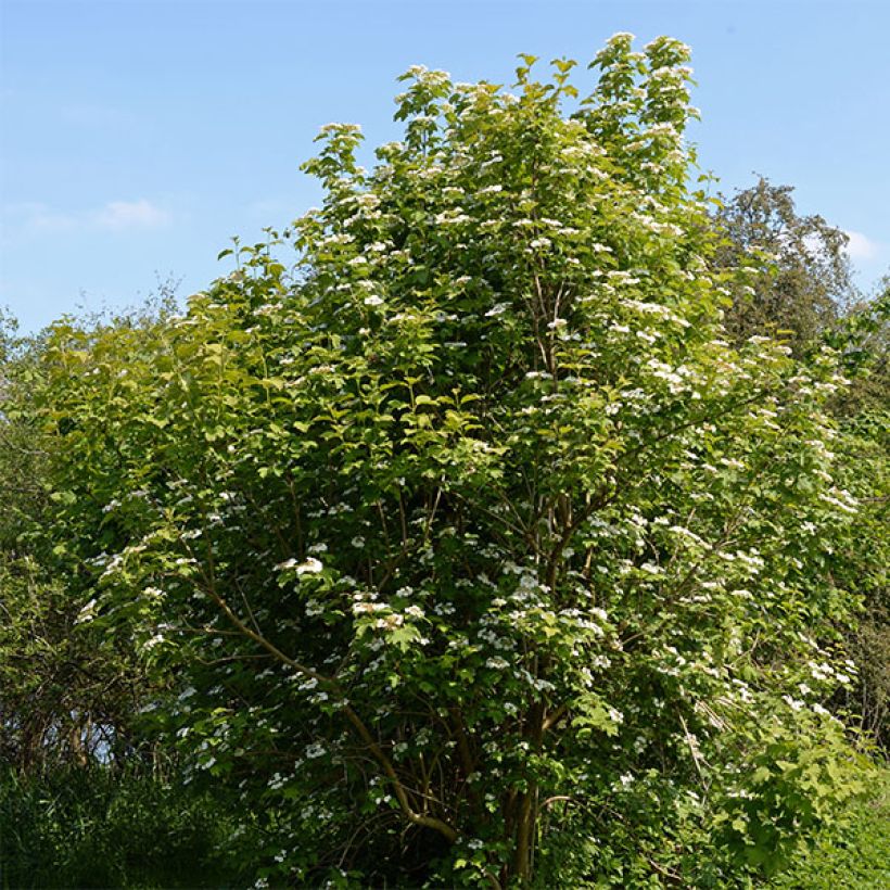 Viorne obier - Viburnum opulus (Plant habit)